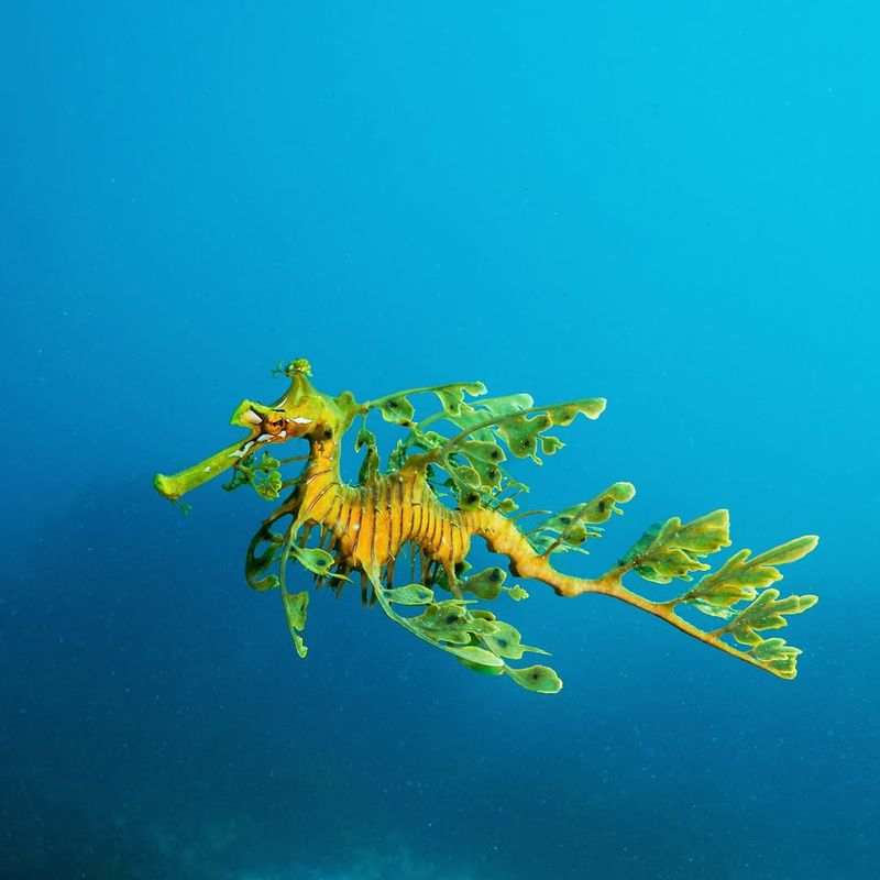 Leafy Sea Dragon