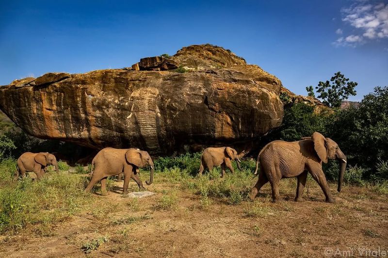 Elephants