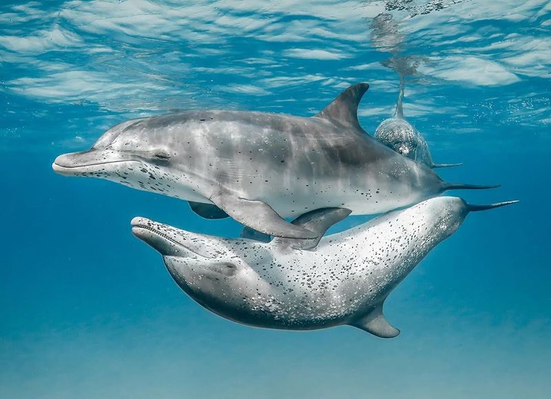 Dolphin Pods