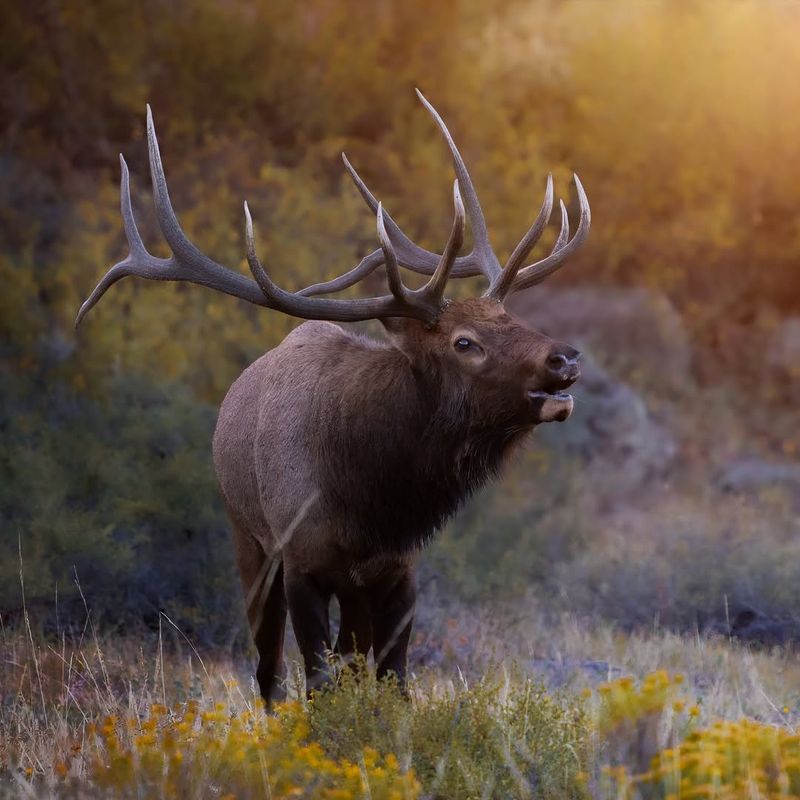 Elk