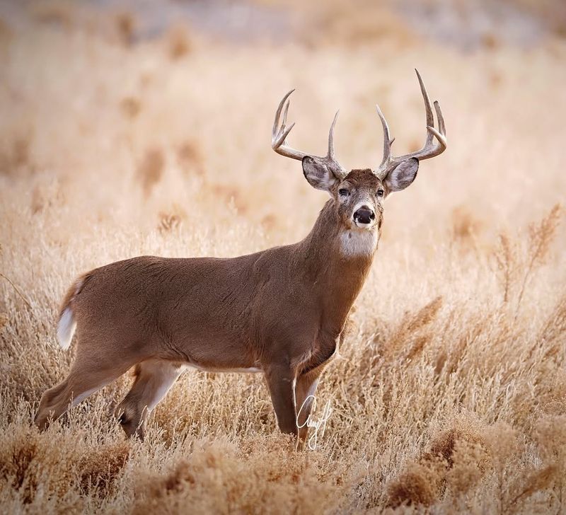 White-Tailed Deer