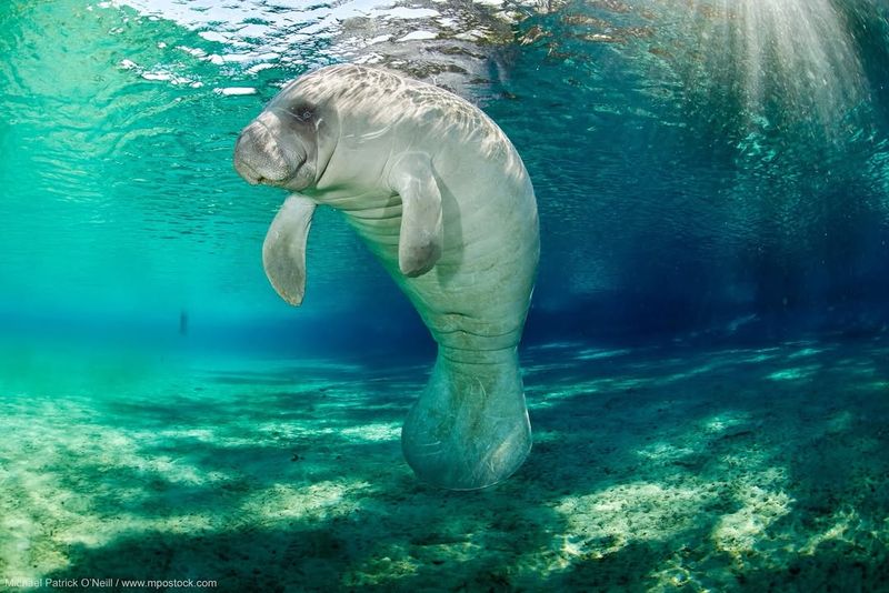 Manatee