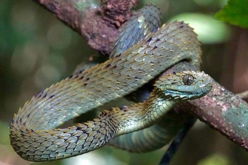 Spiny Bush Viper