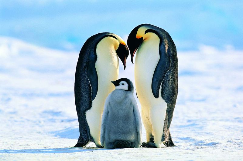 Emperor Penguins