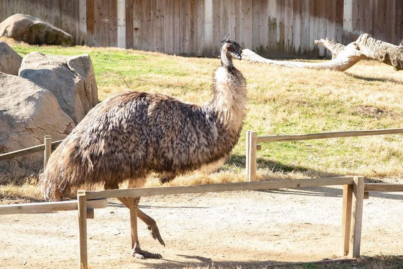 Emu