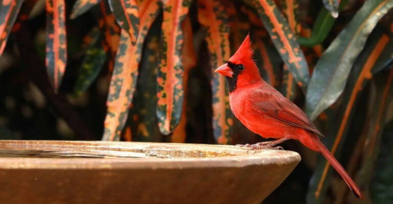 Encourage Cardinals To Nest In Your Yard With These 12 Helpful Tips