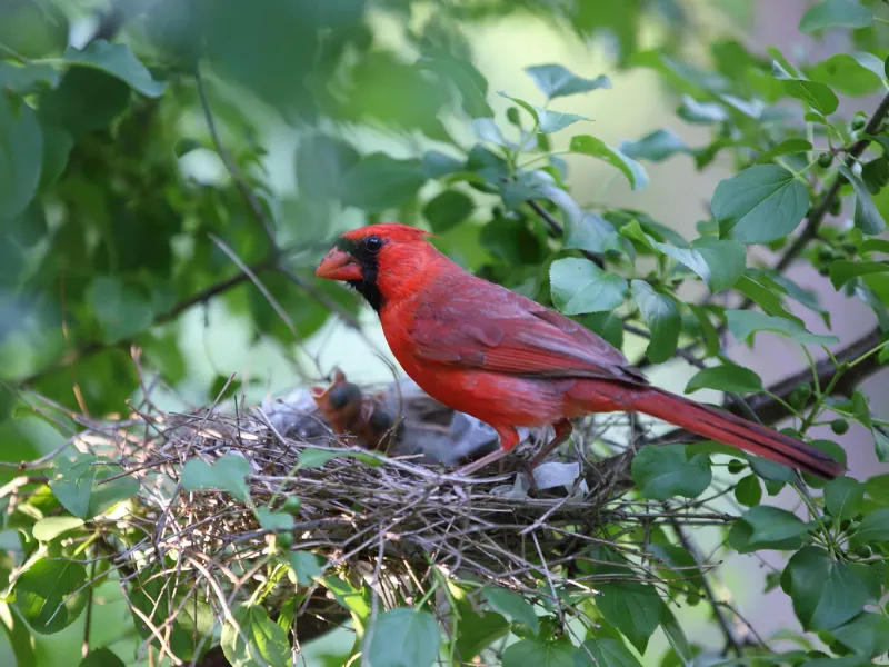 Plant Native Shrubs And Trees