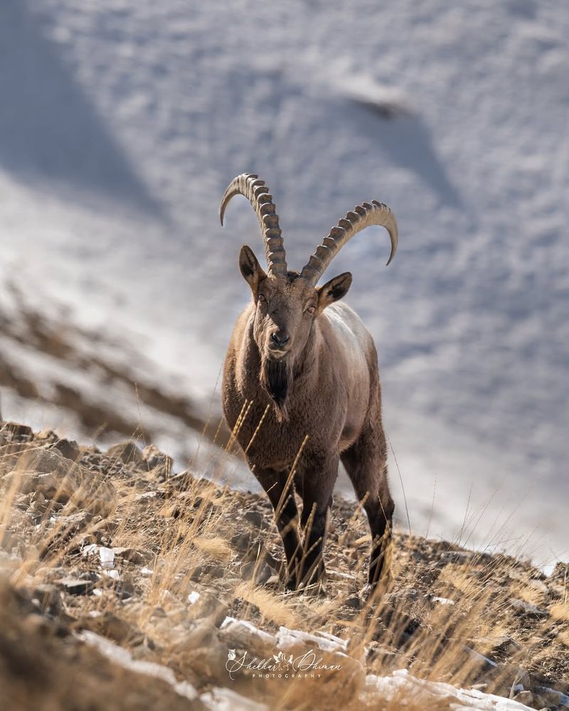 Endangered Ibex
