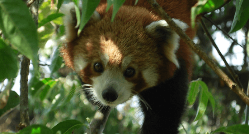 Endangered Treasures