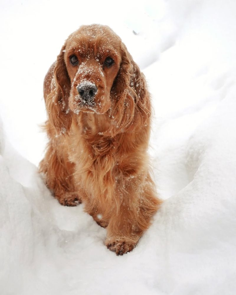English Cocker Spaniel