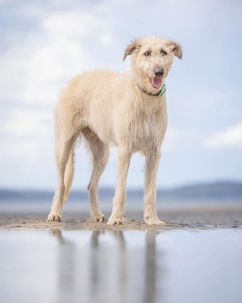 Irish Wolfhound