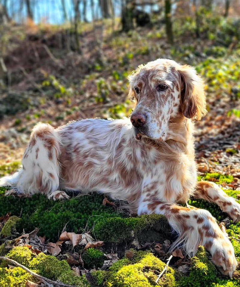 English Setter