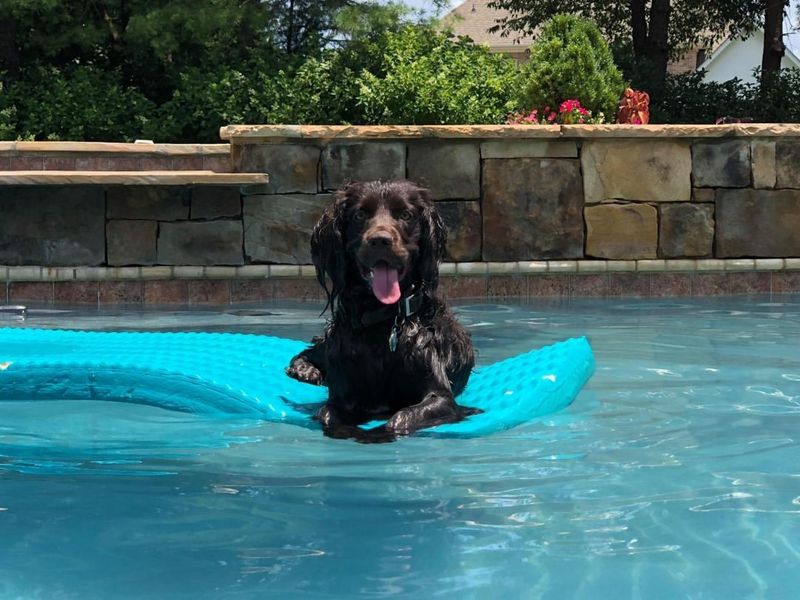 Boykin Spaniel