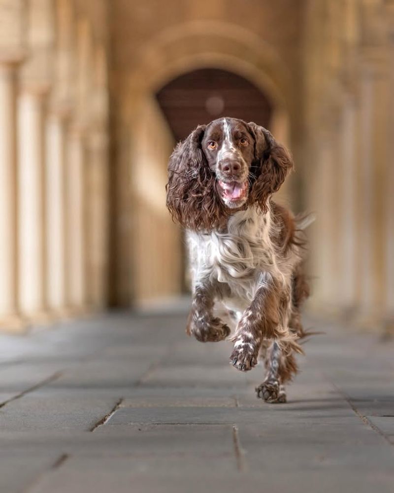 English Springer Spaniel