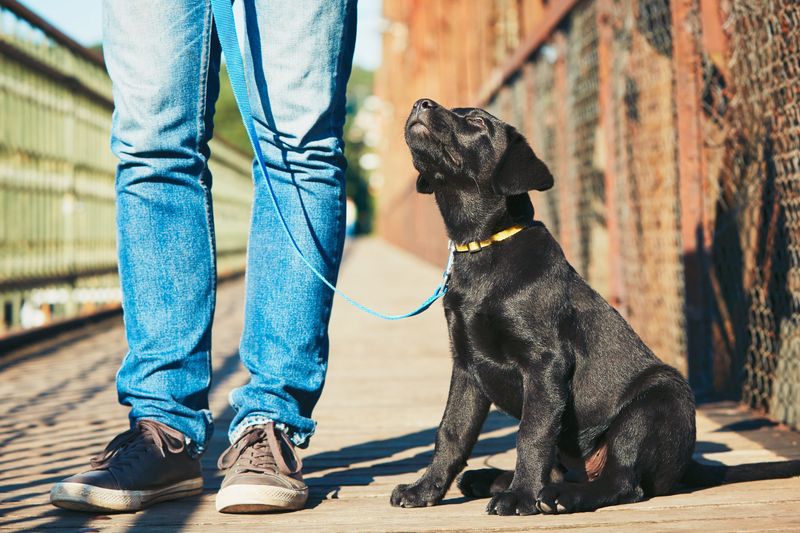 Enroll In Obedience Classes