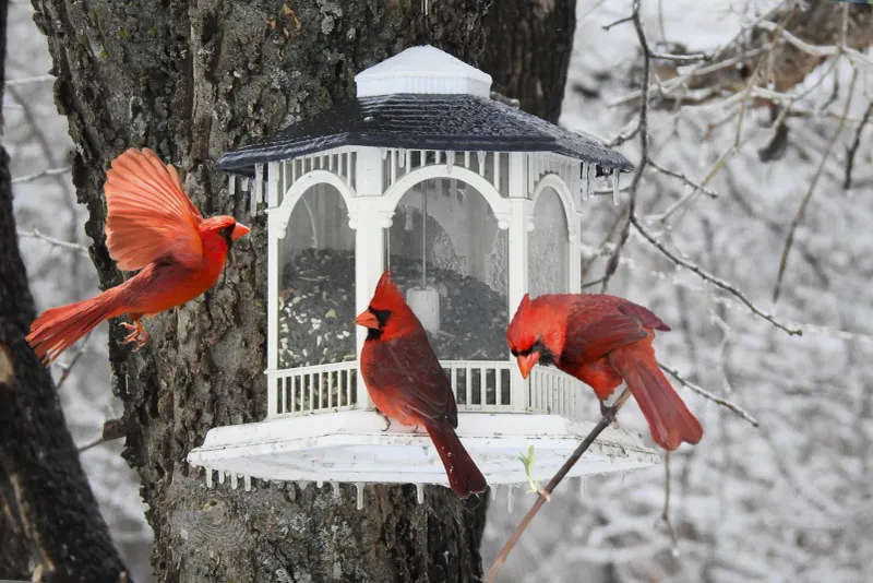 Keep Water Sources Ice-Free In Winter