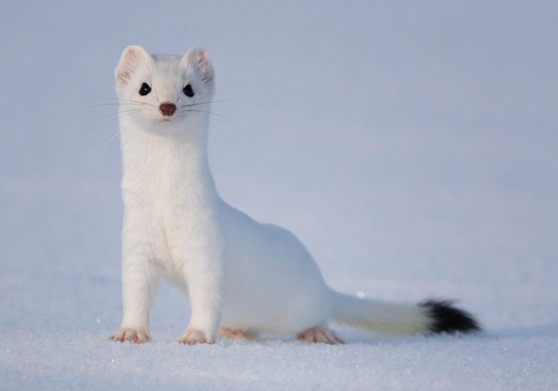 Ermine
