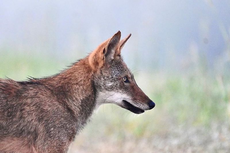 Red Wolf: A Conservation Story