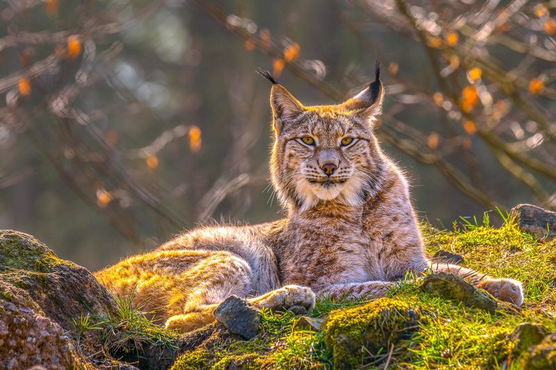 Eurasian Lynx