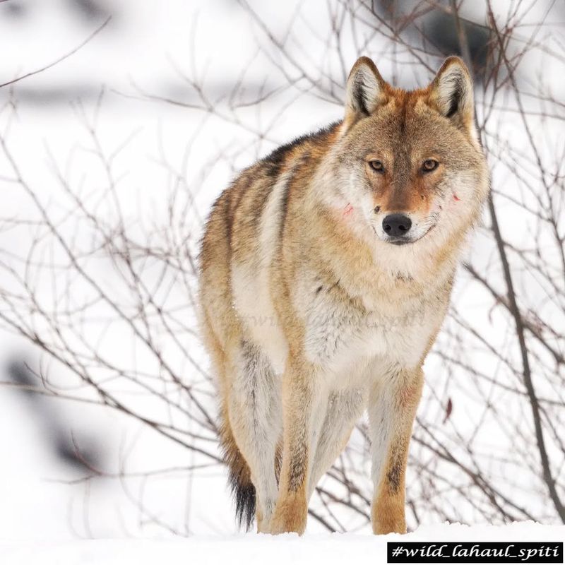 Himalayan Wolf