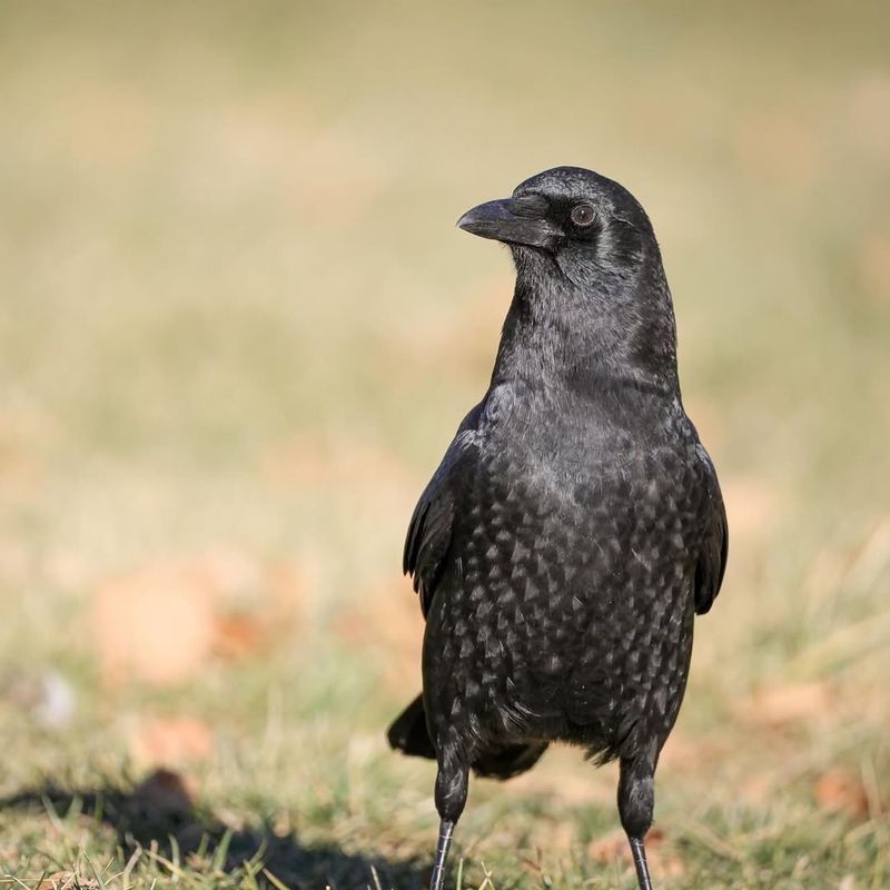 European Crows