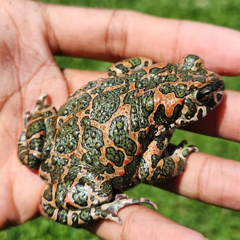 European Green Toad