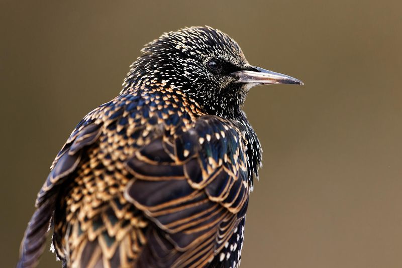 European Starlings