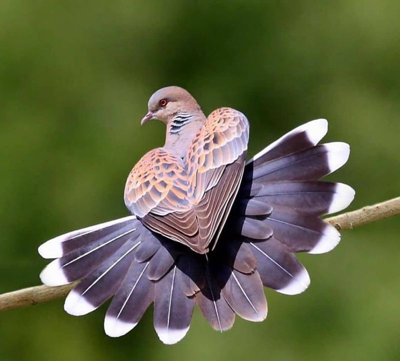 European Turtle Dove