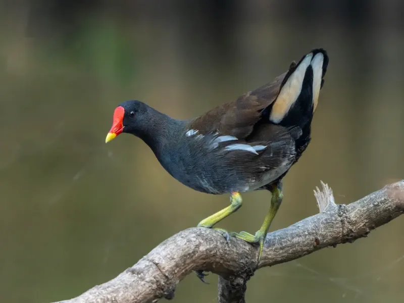 Common Moorhen