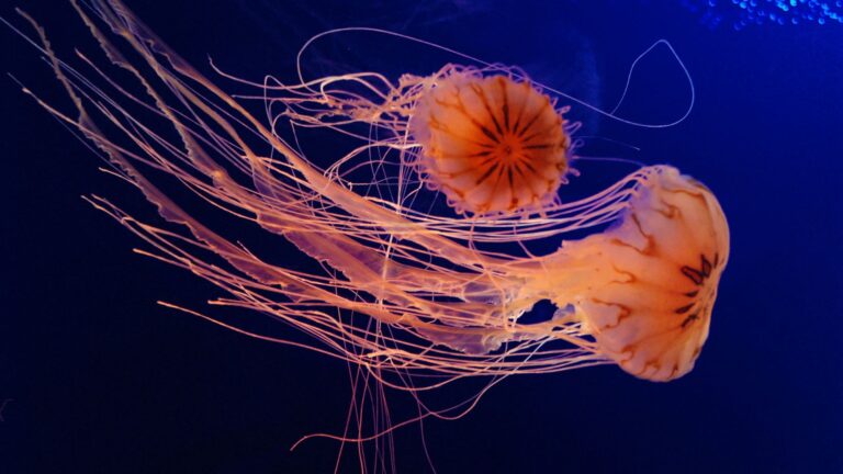 Everything To Know About Jellyfish Stings