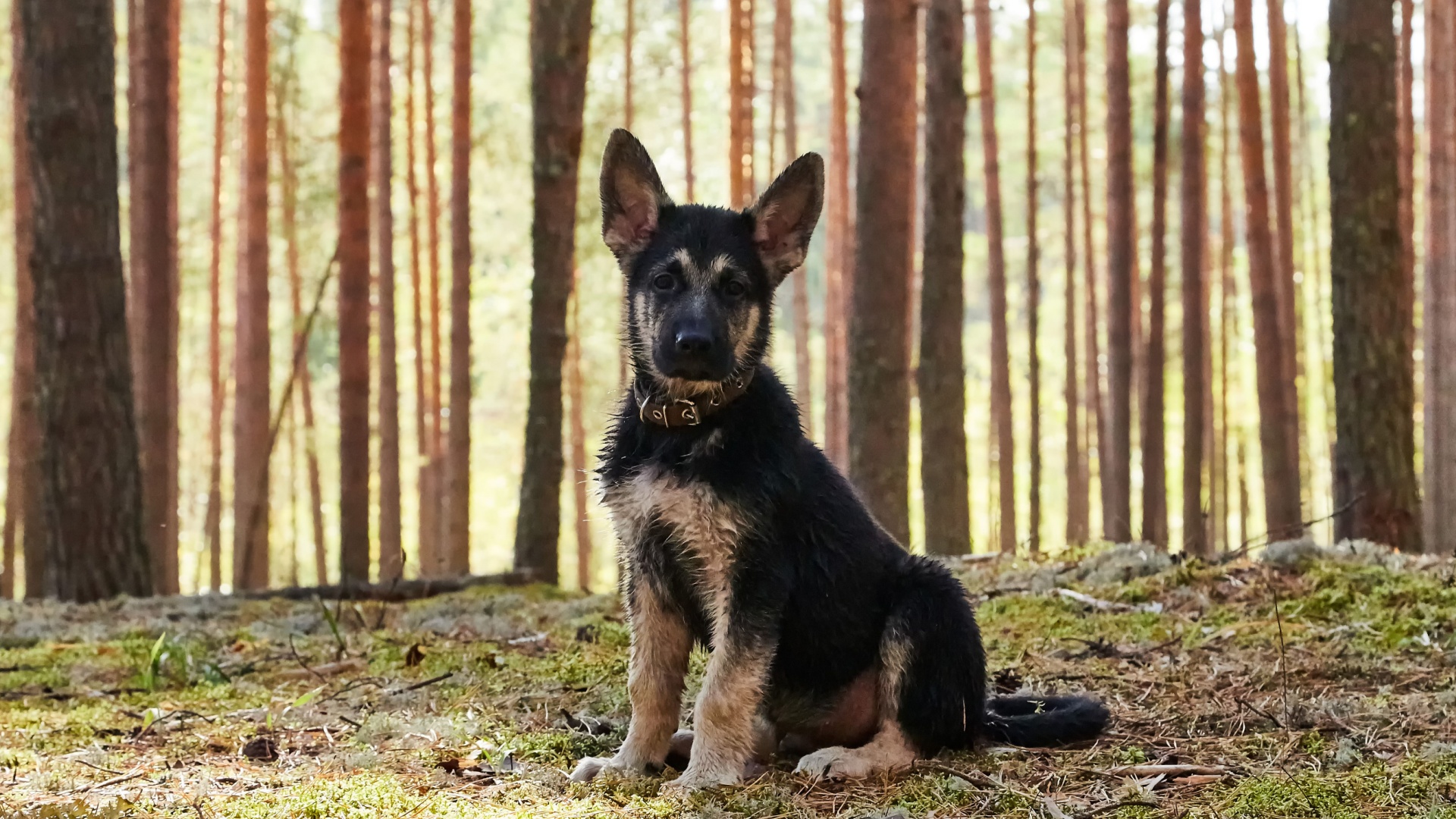 Everything You Need To Know About The Miniature German Shepherd