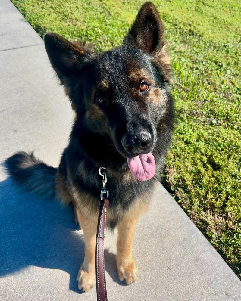 Everything You Need To Know About The Miniature German Shepherd