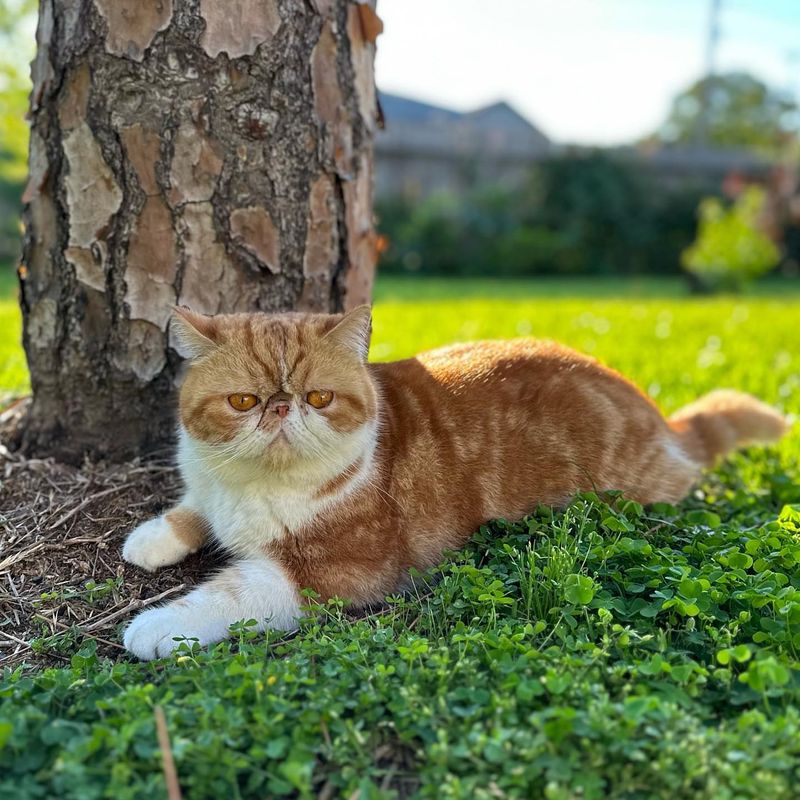 Exotic Shorthair