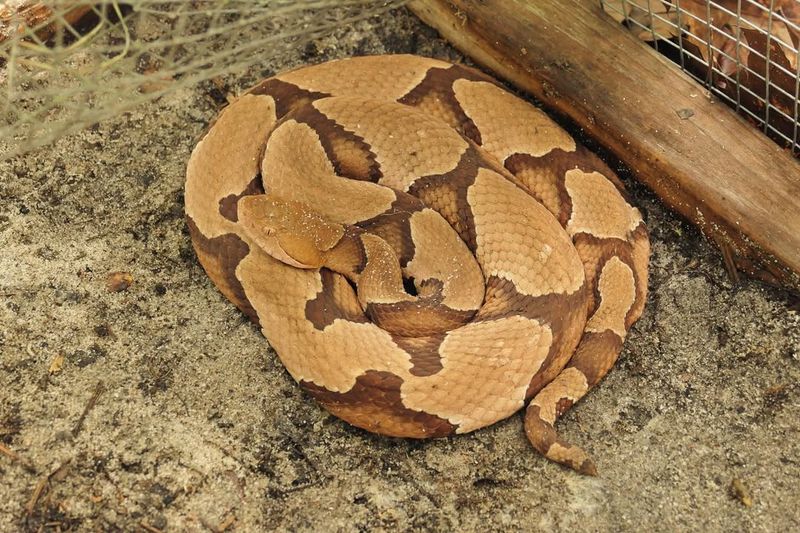 Copperhead