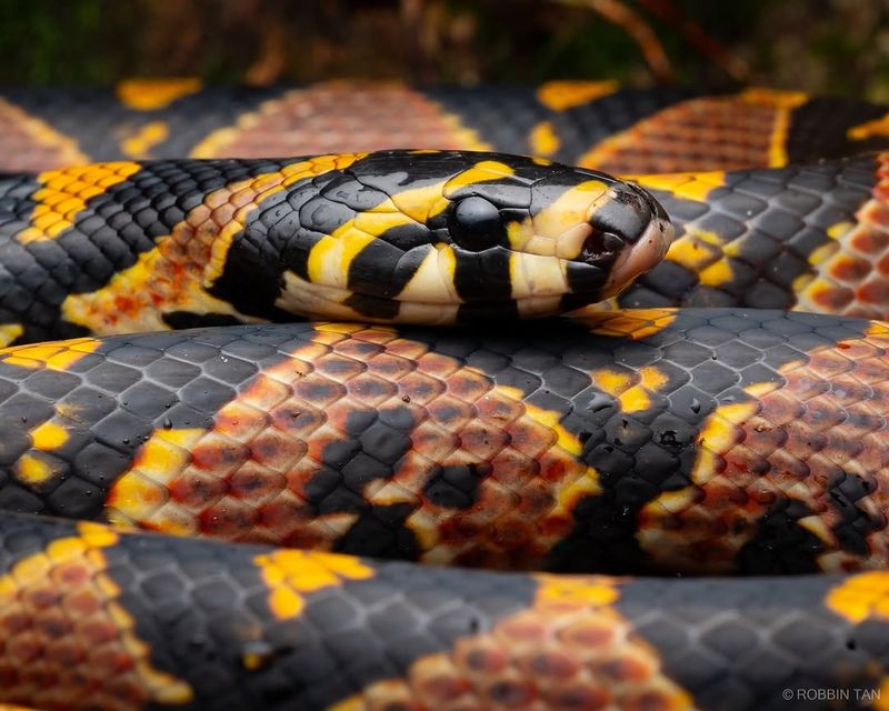 Mandarin Rat Snake