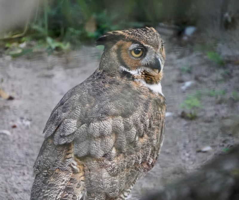 Powerful Beak