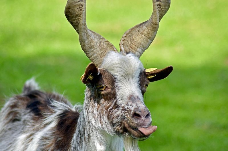 Girgentana Goat