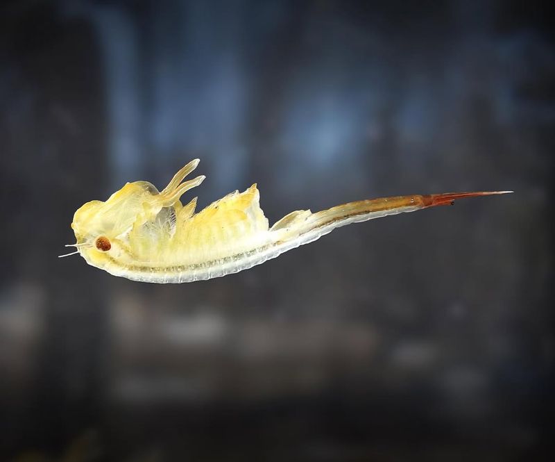 Fairy Shrimp