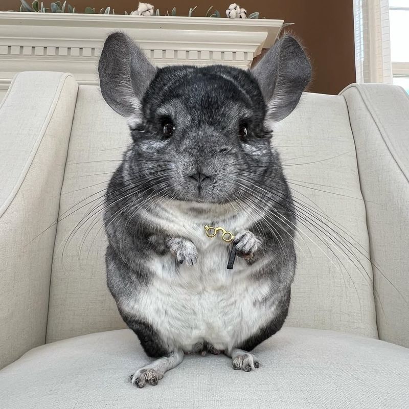 Chinchilla