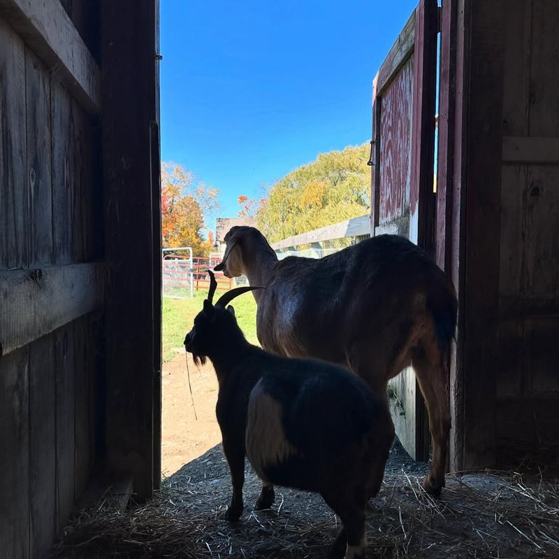 Farm Sanctuary, New York