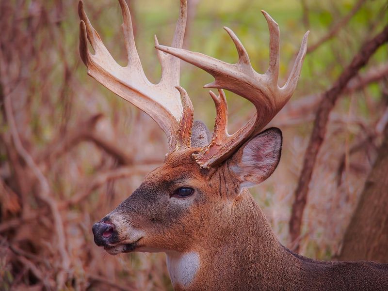 Fascination For Wildlife Enthusiasts