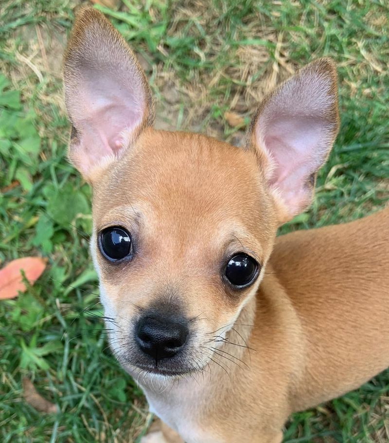 Fawn
