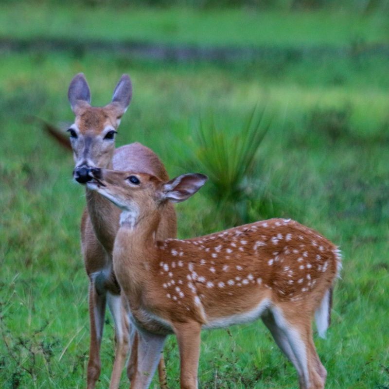 Fawn Rearing Practices