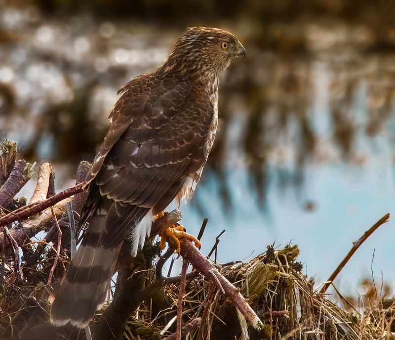 Feathers On The Wings