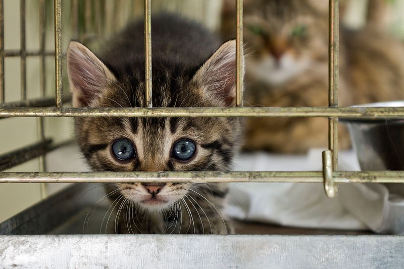 Feline Solves A Tragic Case