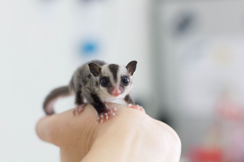 Sugar Gliders