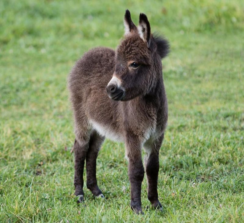 Miniature Donkey