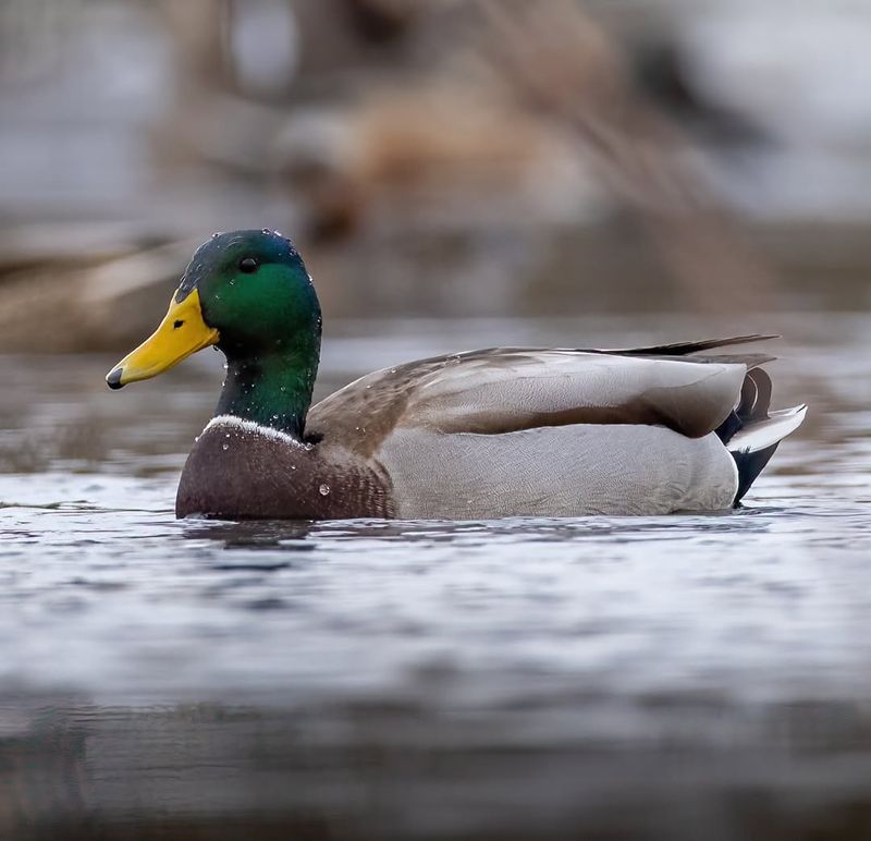 Mallard Duck