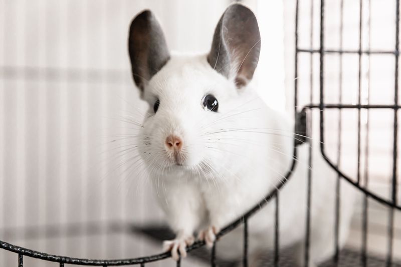 Chinchilla