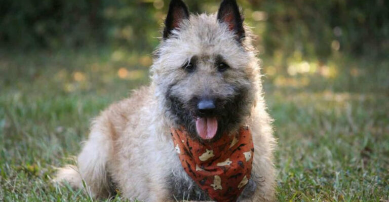 Fewer Than 1,500 Left: 12 Facts About The Rare And Beautiful Belgian Laekenois Dog